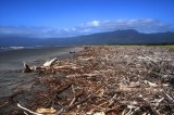 Drift wood on Westport beach