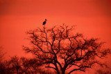 Stork in a Tree, Kruger