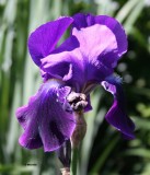 IMG_3098_ Iris PB.jpg