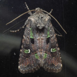 10397 Bristly Cutworm - Lacinipolia renigera