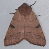 10998 Bent-line Dart - Choephora fungorum