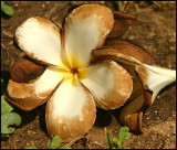 Dying flower, S21. Phnom Pehn, Cambodia.