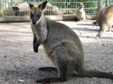 Featherdale Wildlife Park: Kangaroos
