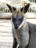 Featherdale Wildlife Park: Kangaroos