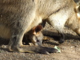 Featherdale Wildlife Park: Kangaroos