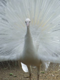 Featherdale Wildlife Park: Albino Peacock