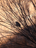 Uluru (Ayers Rock)