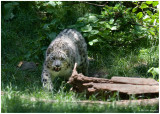 2007 Bronx Zoo June Snow Leopard