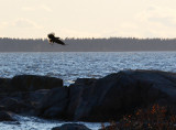 White tailed eagle