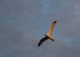 Gull in sunset