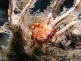 A pair of Flabellina rubrolineata nudibranchs--these migrated into the Med from the Red Sea