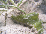 Bob found this slug when he was looking for the seahorse