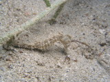 And yes, Bob found the seahorse!
