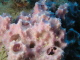 Purple sponge