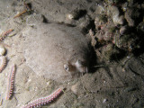 Here is a small flounder that blended with the sand.