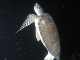 This looks like a green sea turtle