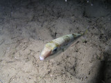 Bob and I haven't figure out what this fish is yet--maybe it's another critter from the Red Sea.