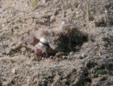 More eyeballs staring up from the sand