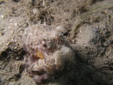 This set of eyeballs belong to an octopus. It was amazing to watch it sink into the sand for protection.