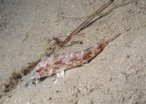 Goatfish or mullet in Turkey
