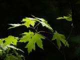 Dappled Leaves in the Woods
