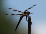Dragonfly Blue Sky