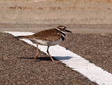 And the Shadow Wins By a Beak