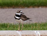Killdeer