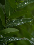Soaking up the Rain