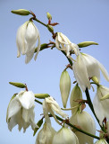 Yucca Blooms