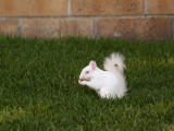Baby Albino Squirrel
