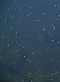 Spiders Handi-work