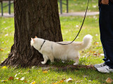 I'll Have a Look Around This Tree