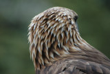 DSC_7169.JPG