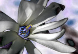 Magnolia Stellata