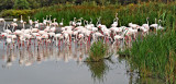 Conversation In Pink, The Camargue