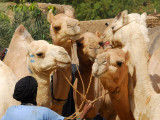 Tuareg man leading camels off the Timbuktu Ferry at Camels on the Niger River ferry, Korioumé, Mali