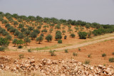 Olive orchards, Syria