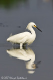 Snowy Egret