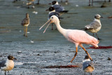 Roseate Spoonbill
