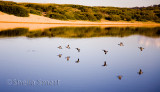 Ducks over Narrabeen