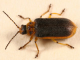 Water-lily Beetle - Galerucella nymphaeae