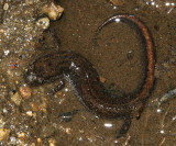 Northern Dusky Salamander - Desmognathus fuscus