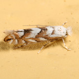 0736 – Aspen Leaf Blotch Miner Moth – Phyllonorycter apparella