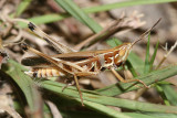 Admirable Grasshopper - Syrbula admirabilis