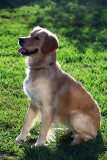 Pepper