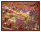 Petrified Wood