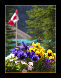 Patriotic Pansies