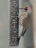 Pic flamboyant / Common Flicker