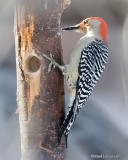 Pic à ventre roux / Red-bellied Woodpecker